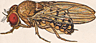 Drosophila cardini