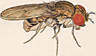 Drosophila nigrohalterata