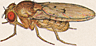 Drosophila munda