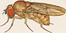 Drosophila transversa