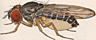 Drosophila narragansett