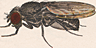 Drosophila melanissima