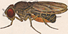 Drosophila nigromelanica