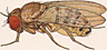 Drosophila duncani