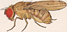 Drosophila tripunctata