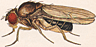 Drosophila subfunebris