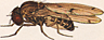 Drosophila rubrifrons