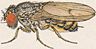 Drosophila longicornis