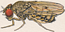 Drosophila meridiana