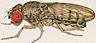 Drosophila arizonensis