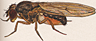 Drosophila grisea