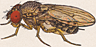 Drosophila brevicarinata