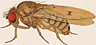 Drosophila bipunctata