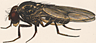 Drosophila ponderosa