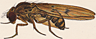 Drosophila magnabadia