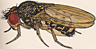 Drosophila spenceri