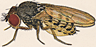 Drosophila hexastigma