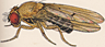 Drosophila alagitans