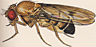 Drosophila capnoptera