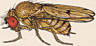 Drosophila crocina