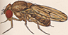 Drosophila subbadia
