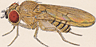 Drosophila willistoni